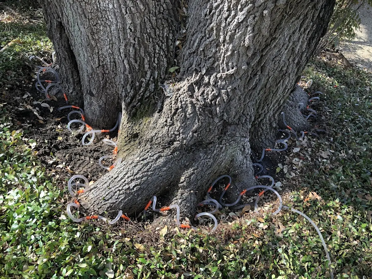 Detailed Tree Cabling and Bracing job site in Sweetwater