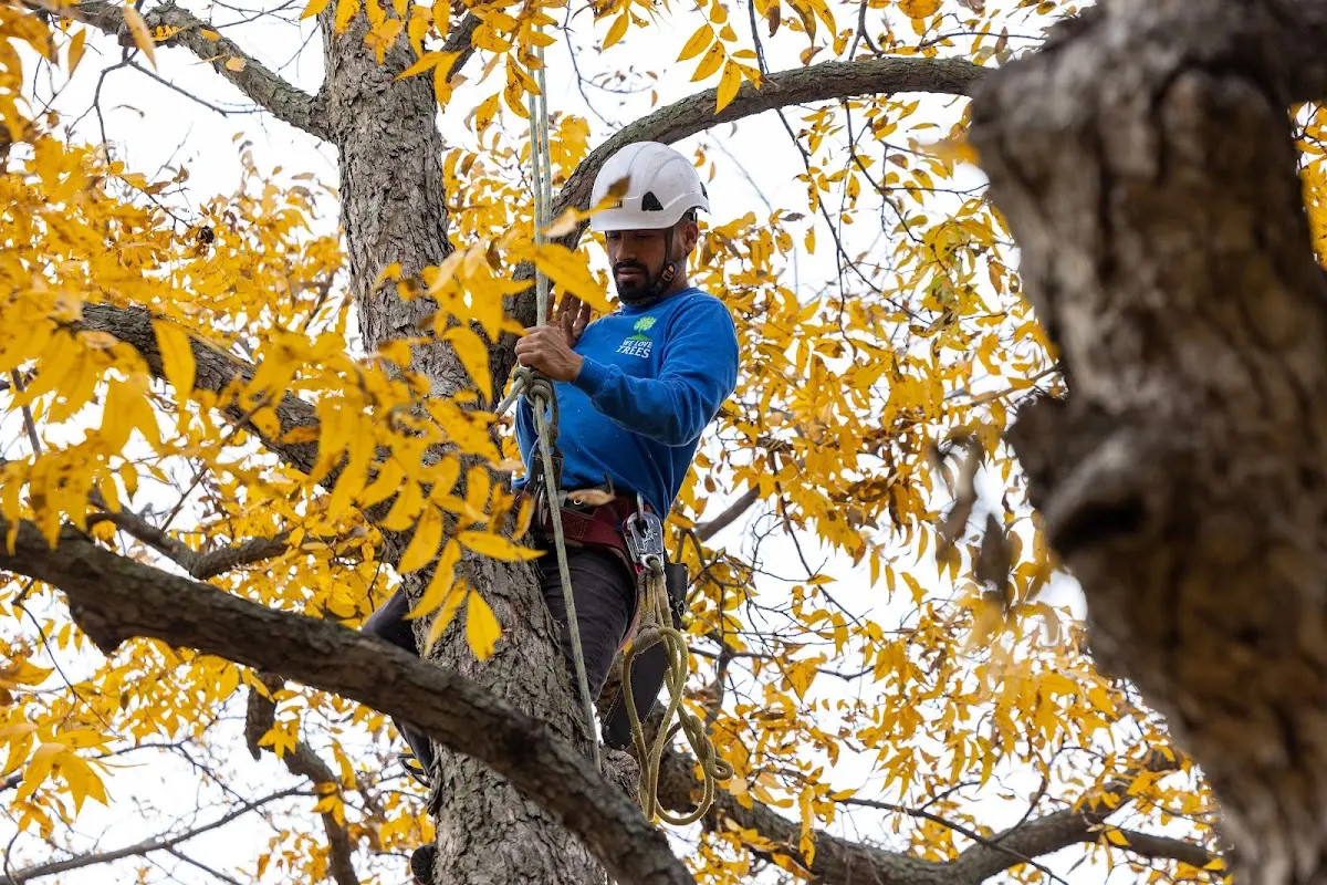 Skilled Storm Damage Cleanup crew working in Sweetwater