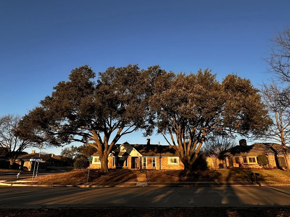 Established residential canopy tree shading a home in Sweetwater